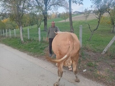 Izložba stočarstva "Gračanica-Doboj Istok 2025"