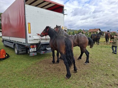 Izložba stočarstva "Gračanica-Doboj Istok 2025"
