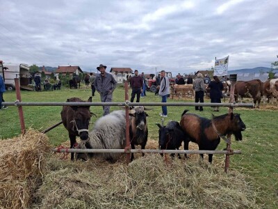 Izložba stočarstva "Gračanica-Doboj Istok 2025"