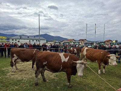 Izložba stočarstva "Gračanica-Doboj Istok 2025"