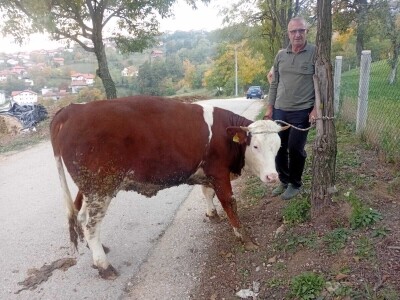 Izložba stočarstva "Gračanica-Doboj Istok 2025"