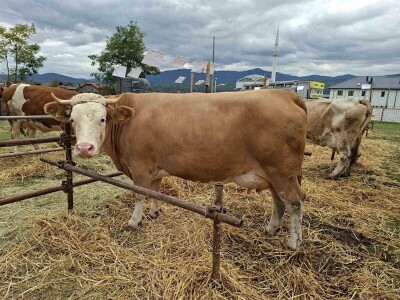 Izložba stočarstva "Gračanica-Doboj Istok 2025"