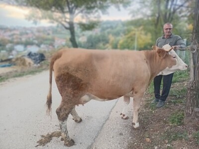 Izložba stočarstva "Gračanica-Doboj Istok 2025"