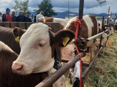 Izložba stočarstva "Gračanica-Doboj Istok 2025"