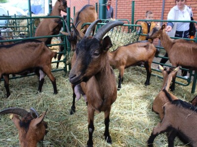 Izložba stoke na Novosadskom sajmu