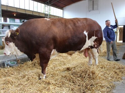 Izložba stoke na Novosadskom sajmu