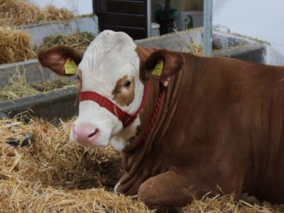 Izložba stoke na Novosadskom sajmu