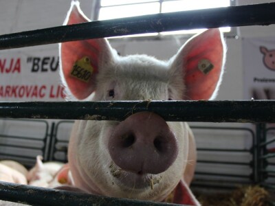 Izložba stoke na Novosadskom sajmu