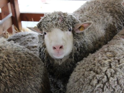 Izložba stoke na Novosadskom sajmu