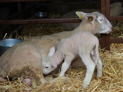 Izložba stoke na Novosadskom sajmu