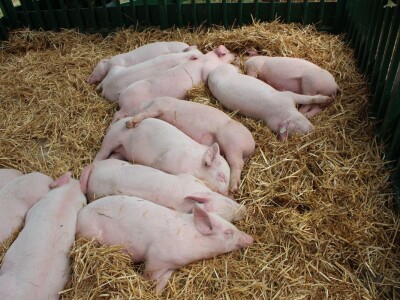 Izložba stoke na Novosadskom sajmu