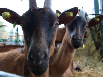 Izložba stoke na Novosadskom sajmu