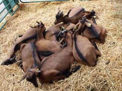 Izložba stoke na Novosadskom sajmu