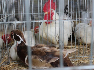 Izložba stoke na Novosadskom sajmu