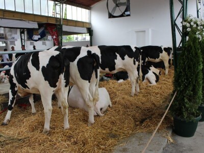 Izložba stoke na Novosadskom sajmu