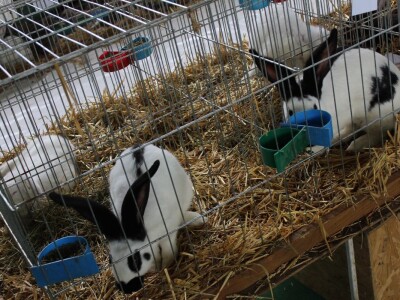 Izložba stoke na Novosadskom sajmu