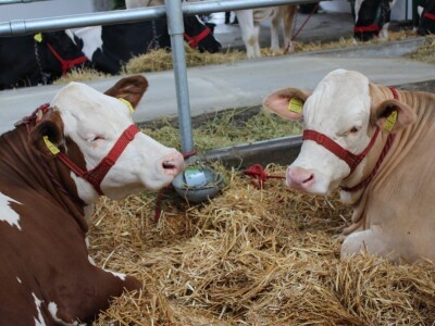 Izložba stoke na Novosadskom sajmu
