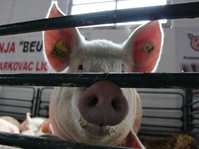 Izložba stoke na Novosadskom sajmu