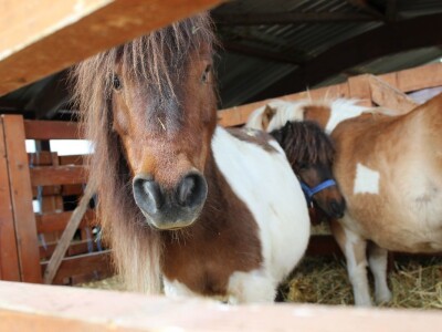 Izložba stoke na Novosadskom sajmu