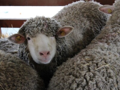 Izložba stoke na Novosadskom sajmu