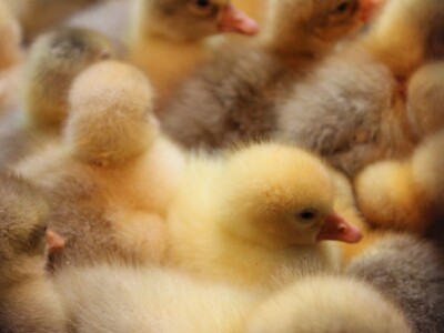 Izložba stoke na Novosadskom sajmu