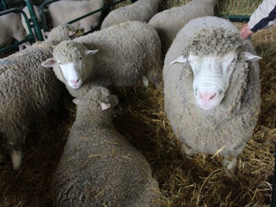 Izložba stoke na Novosadskom sajmu