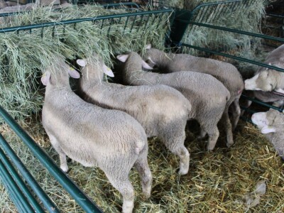 Izložba stoke na Novosadskom sajmu