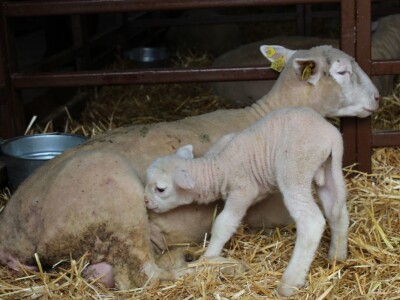 Izložba stoke na Novosadskom sajmu