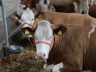 Izložba stoke na poljoprivrednom sajmu u Novom Sadu