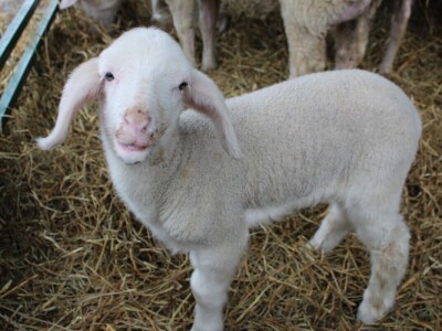 Izložba stoke na poljoprivrednom sajmu u Novom Sadu