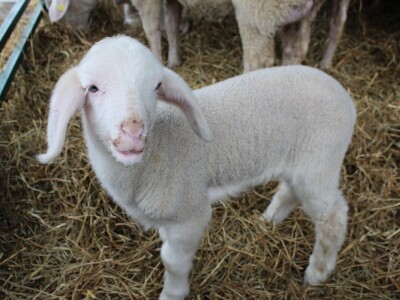 Izložba stoke na poljoprivrednom sajmu u Novom Sadu