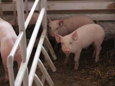 Izložba stoke na poljoprivrednom sajmu u Novom Sadu