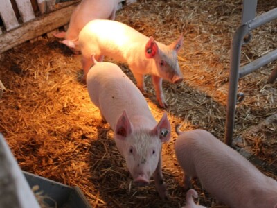 Izložba stoke na poljoprivrednom sajmu u Novom Sadu