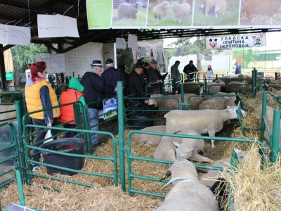 Izložba stoke na poljoprivrednom sajmu u Novom Sadu