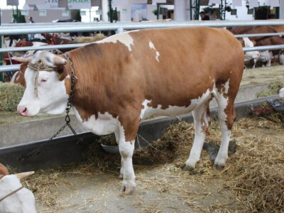 Izložba stoke na poljoprivrednom sajmu u Novom Sadu