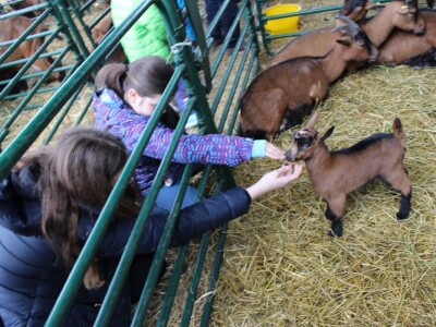 Izložba stoke na poljoprivrednom sajmu u Novom Sadu