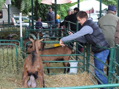 Izložba stoke na poljoprivrednom sajmu u Novom Sadu