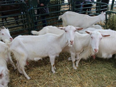 Izložba stoke na poljoprivrednom sajmu u Novom Sadu