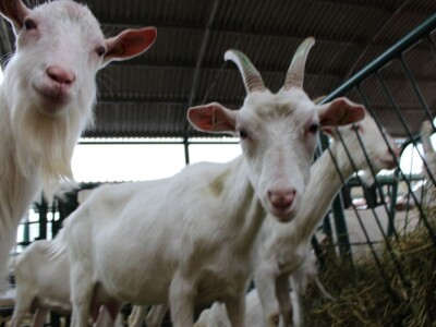 Izložba stoke na poljoprivrednom sajmu u Novom Sadu