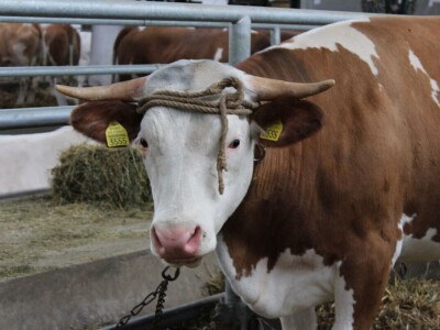 Izložba stoke na poljoprivrednom sajmu u Novom Sadu