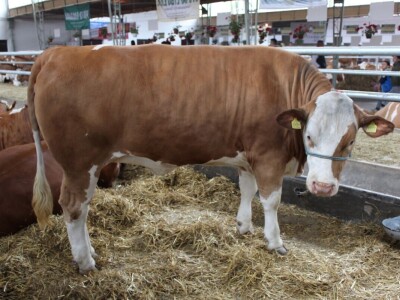 Izložba stoke na poljoprivrednom sajmu u Novom Sadu