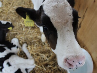 Izložba stoke na poljoprivrednom sajmu u Novom Sadu