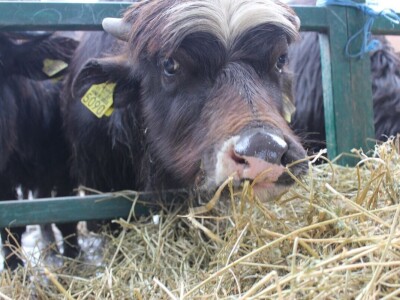 Izložba stoke na poljoprivrednom sajmu u Novom Sadu