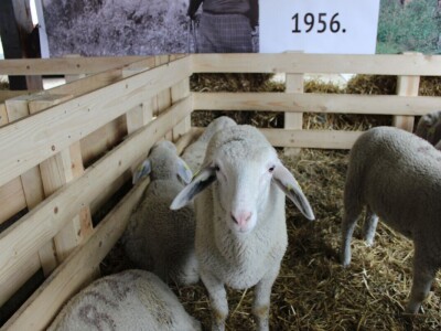 Izložba stoke na poljoprivrednom sajmu u Novom Sadu