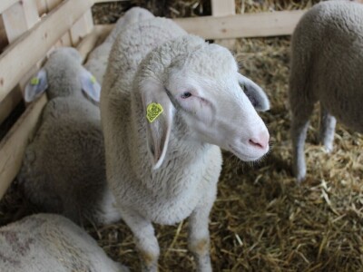 Izložba stoke na poljoprivrednom sajmu u Novom Sadu