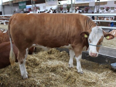Izložba stoke na poljoprivrednom sajmu u Novom Sadu