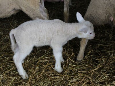 Izložba stoke na poljoprivrednom sajmu u Novom Sadu