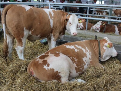 Izložba stoke na poljoprivrednom sajmu u Novom Sadu