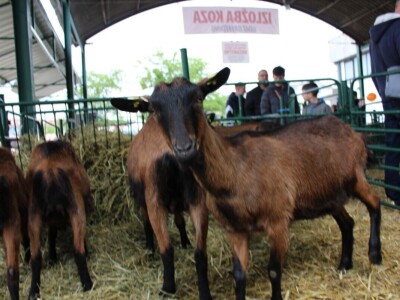 Izložba stoke na poljoprivrednom sajmu u Novom Sadu