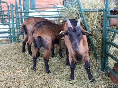 Izložba stoke na poljoprivrednom sajmu u Novom Sadu